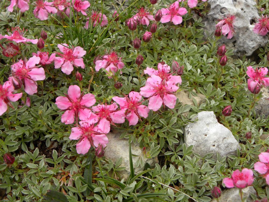 Potentilla nitida / Cinquefoglia delle Dolomiti